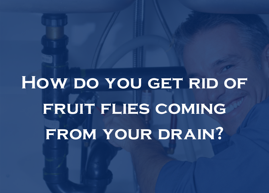 How do you get rid of fruit flies coming from your drain?